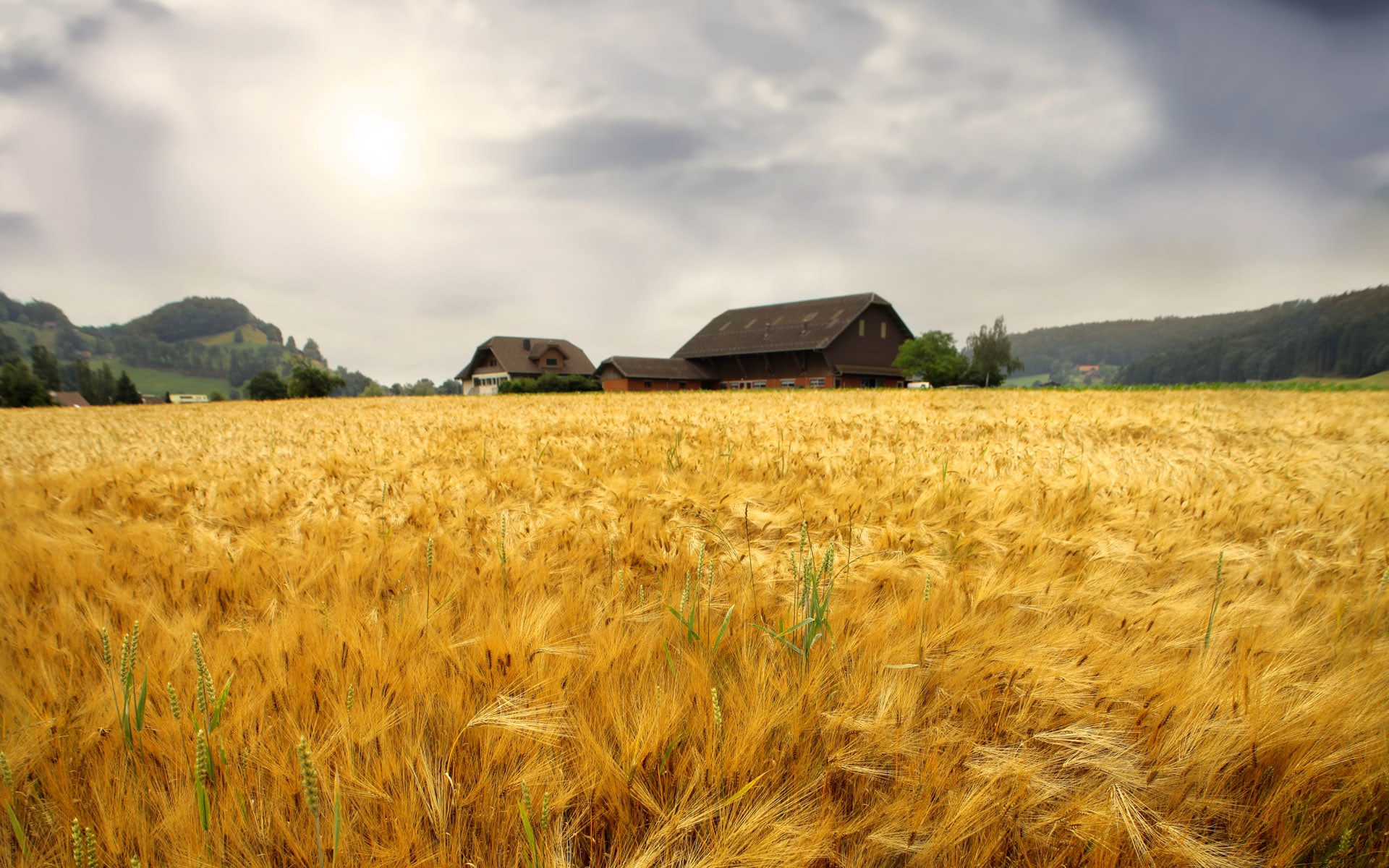 Primo insediamento in agricoltura tutto quello che devi sapere